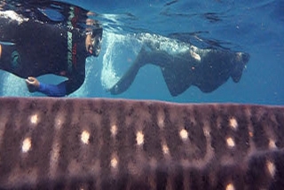 Snorkel con tiburon ballena